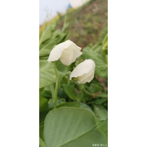 阿里云盘小白羊版+v2.12.05+绿色版|免安装、解压即用